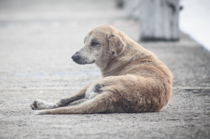 В Адыгее вопросами бездомных животных займутся органы местной власти