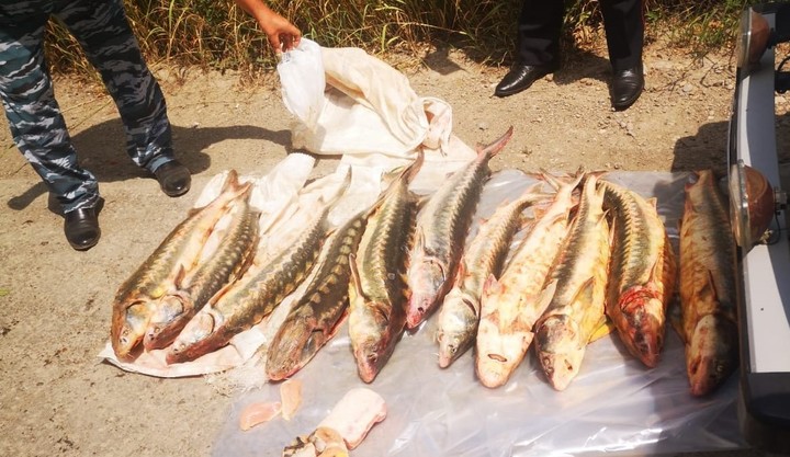В Краснодарском крае сотрудники ГИБДД пресекли незаконный перевоз ценной рыбы