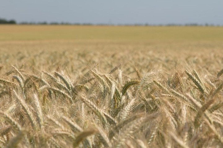 В Адыгее аграрии отправили в закрома республики почти 478 тысяч тонн зерна 