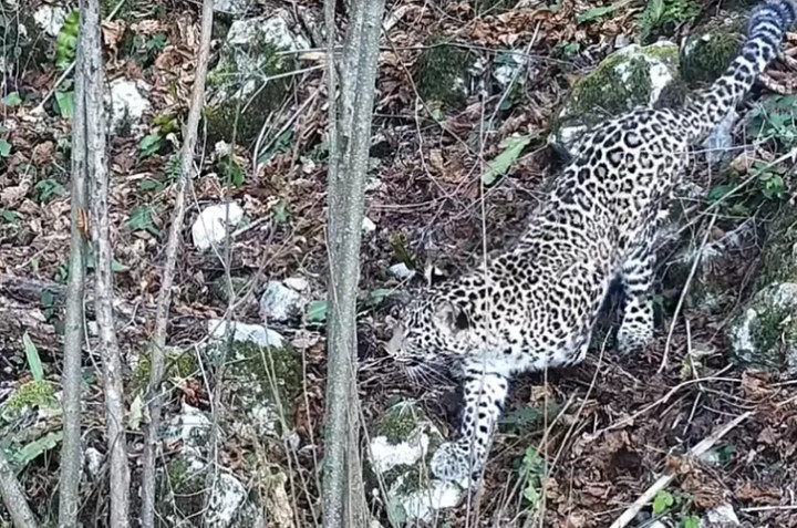 Сочинские леопарды обживаются в дикой природе 