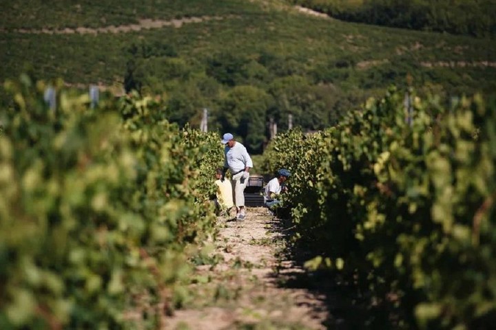 В Краснодарском крае планируют убрать около 225 тысяч тонн винограда
