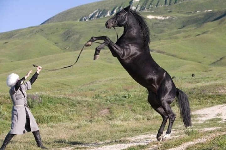 Карачаево-Черкесия передала конной полиции Севастополя 18 лошадей