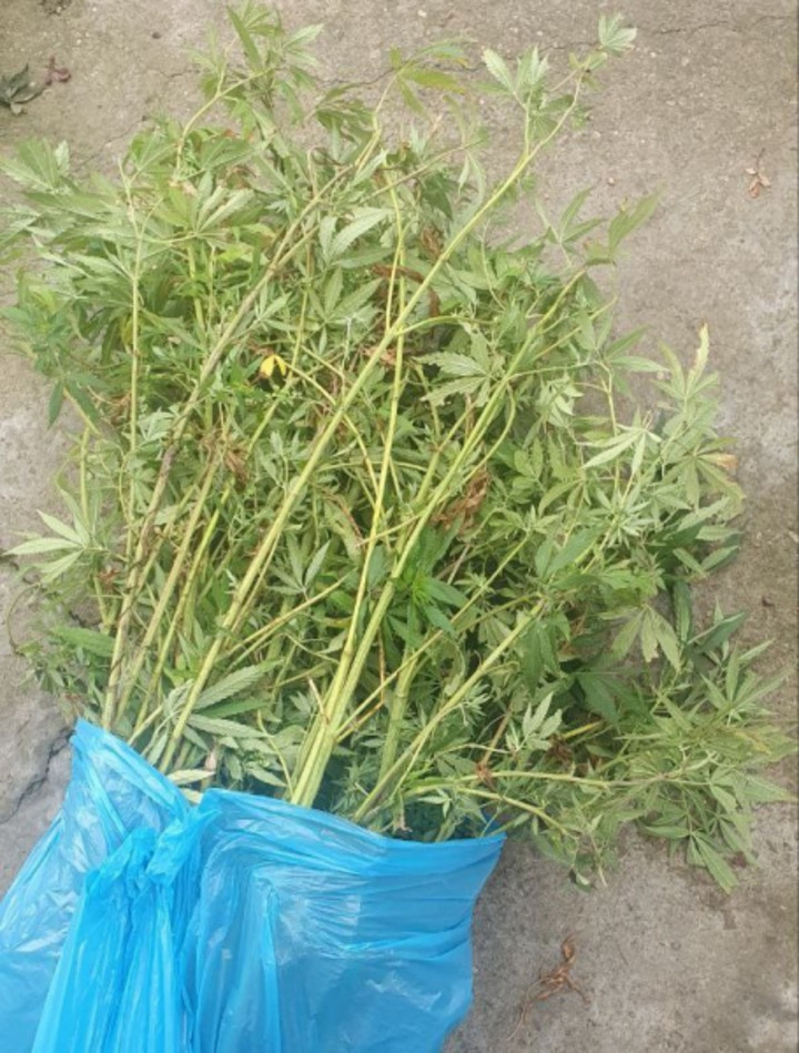 В Адыгее зафиксированы новые случаи выращивания наркосодержащих растений