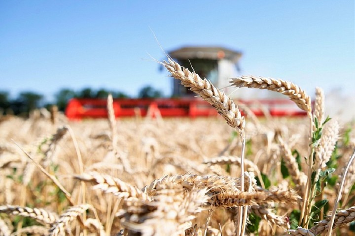 Кубань получит 1,5 млрд рублей на поддержку производителей зерновых