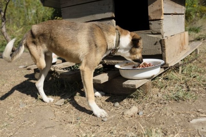 Приют в Адыгее возьмет на передержку собак мобилизованных жителей республики