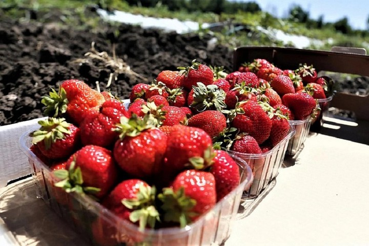 В Адыгее в 2022 году площадь ягодников вырастет еще на 20 гектаров