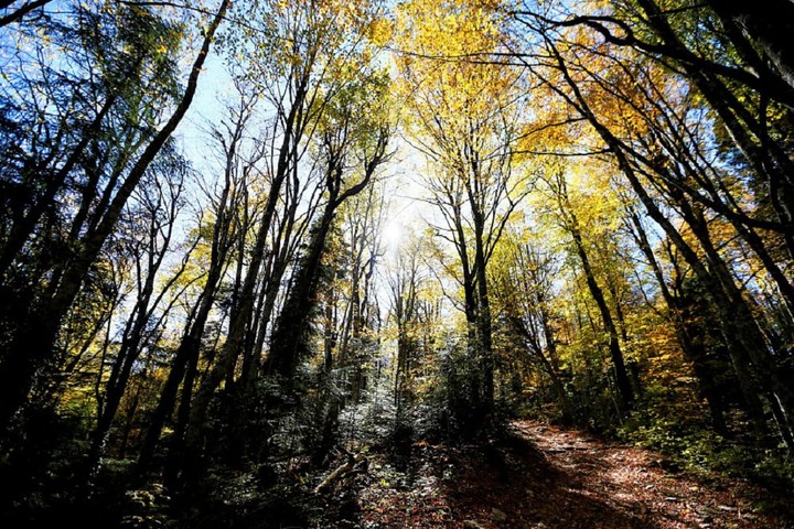 В Краснодарском крае увеличили площадь лесопарковых зеленых поясов