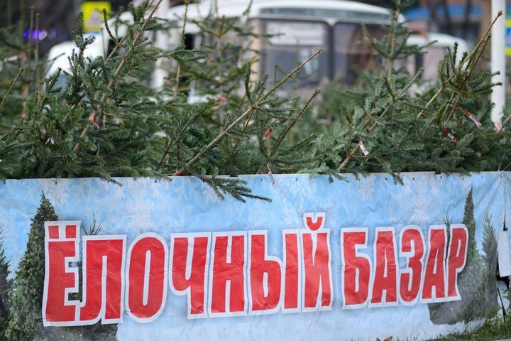 В Майкопе в канун Нового года чаще покупают кавказскую пихту