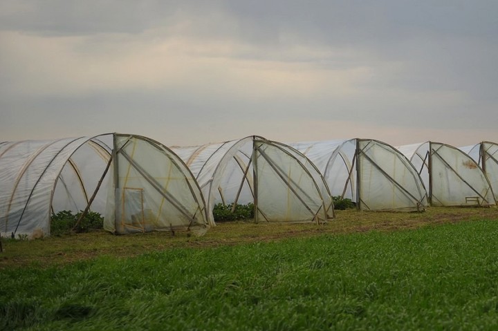 В Адыгее более половины ЛПХ владеют небольшими участки под посевы