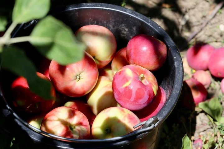 В Адыгее по итогам 2022 года собрали почти 60 тысяч тонн яблок