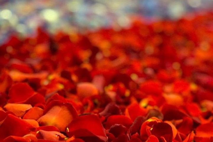 Цветы из Адыгеи войдут в карту России из 30 тысяч бутонов роз