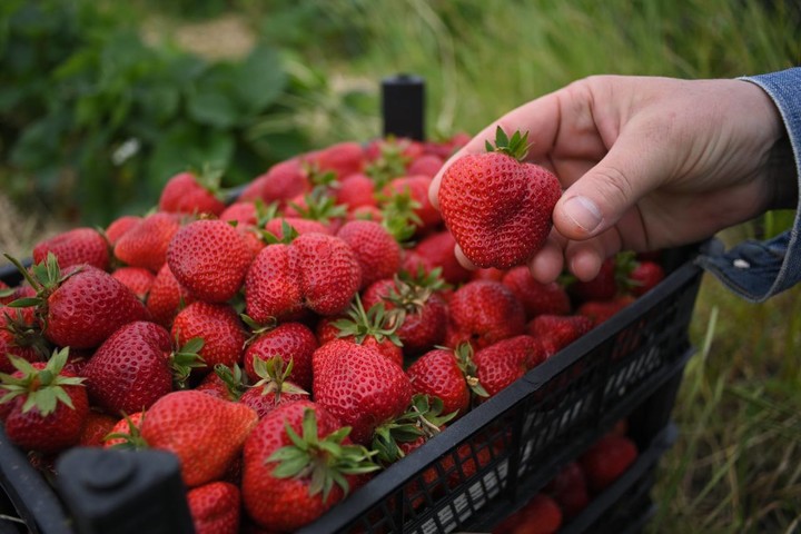 Глава Адыгеи Мурат Кумпилов рассказал о развитии ягодоводства в регионе