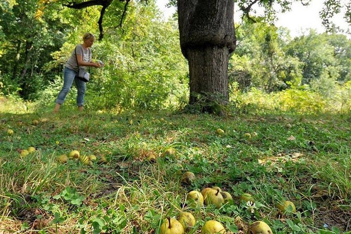 В Адыгее обсудят возрождение староадыгских сортов плодовых культур