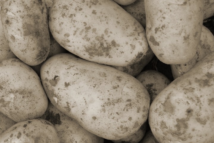 В городе Тимашевске досмотрели 700 тонн картофеля