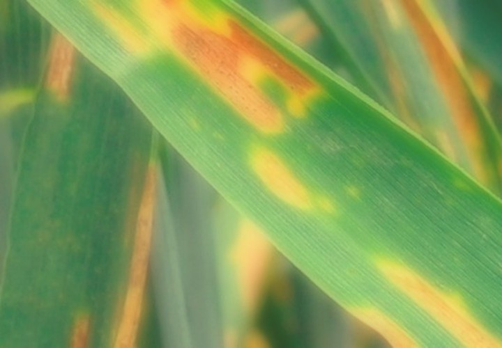 В Краснодаре выявлен возбудитель заболевания пятнистости листьев кукурузы