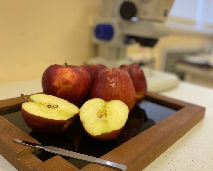 В Ейской лаборатории начались исследования яблок нового урожая